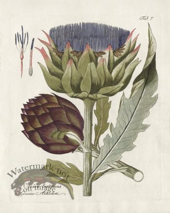 Artichoke